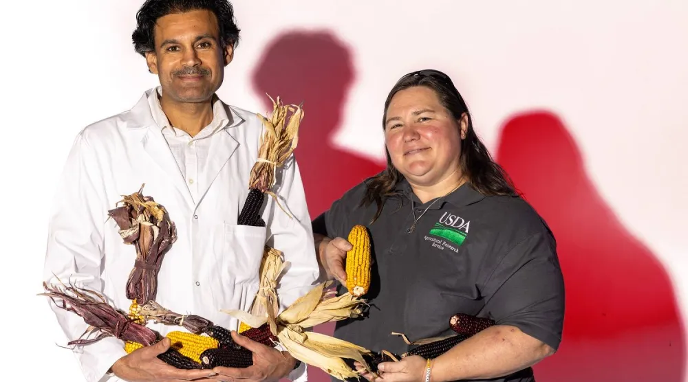 Two researchers from the University of Missouri holding samples of purple corn (University of Missouri)