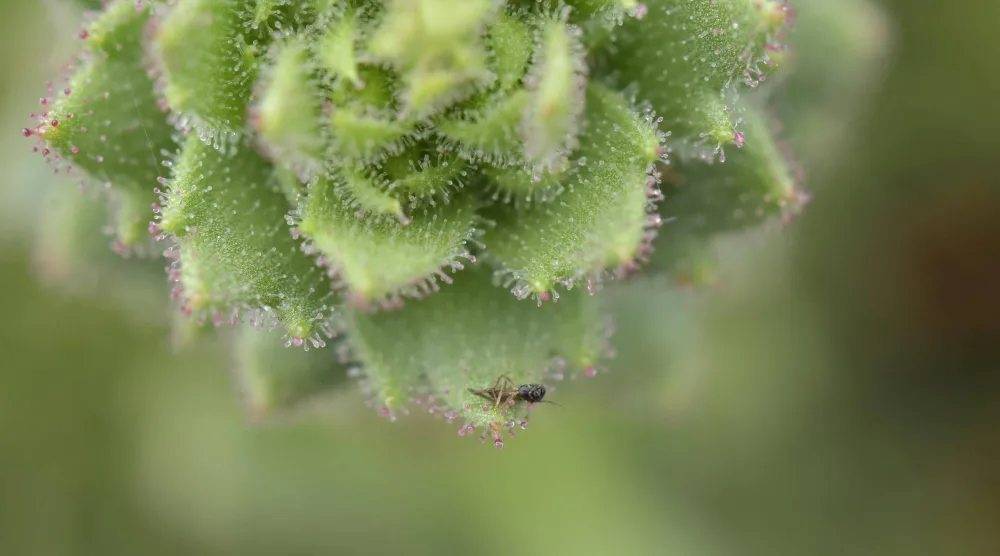 Sticky glandular hairs on the plant species Saxifraga candelabrum are shown trapping insect prey, in this handout picture taken on September 25, 2024, at Wufeng Mountain, Shangri-La, Yunnan, China, released August 4, 2026. (Xian-Han Huang/Handout via Reuters) 