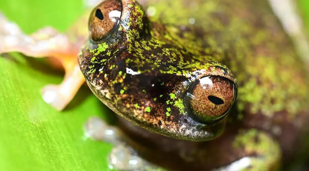 A new species of tree frog that feeds on insects in coffee groves has been found in Costa Rica. Ezequiel BECERRA / AFP
