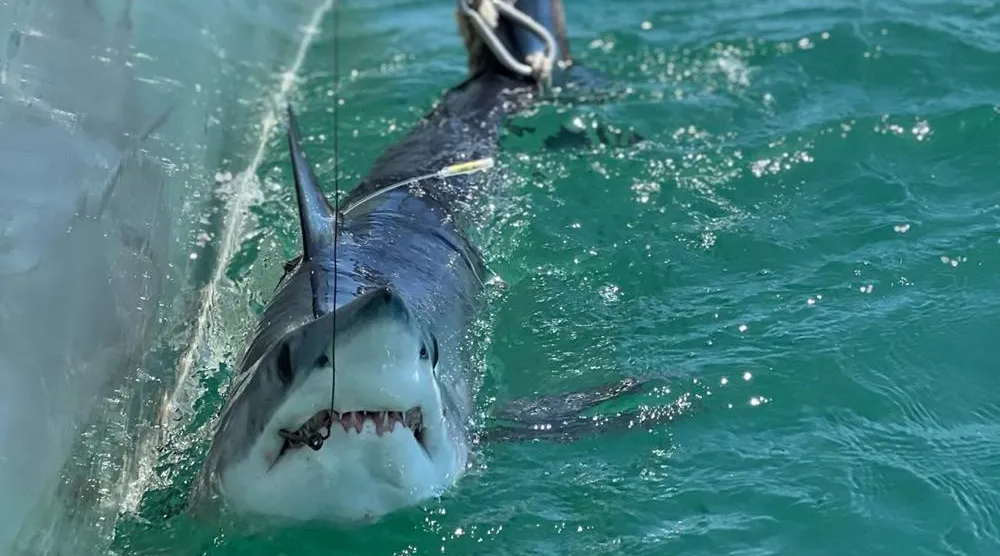 A mako shark temporarily caught by researchers alongside a boat off the coast of Long Island, New York, US, in this photograph taken on June 19, 2024, and released on August 4, 2026. (Yuleny Gomez-Rodriguez/Handout via Reuters)