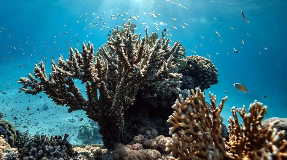 The discovery is the first evidence that corals can develop a protective, immune memory-like response - SPA