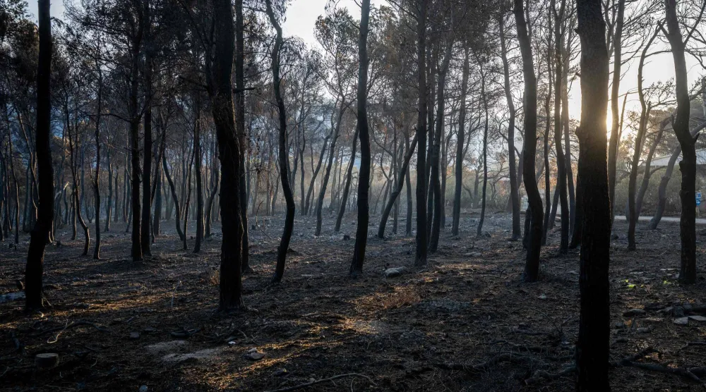 This photograph taken on August 5, 2026, shows a burnt area after a wildfire in Porto Germeno, some 70 kilometers (45 miles) northwest of Athens. (Photo by Angelos TZORTZINIS / AFP)