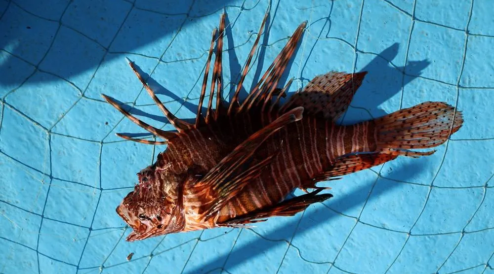  A lionfish lies after being caught in a trap in the coastal city of Limassol, Cyprus, July 17, 2026. (Reuters)