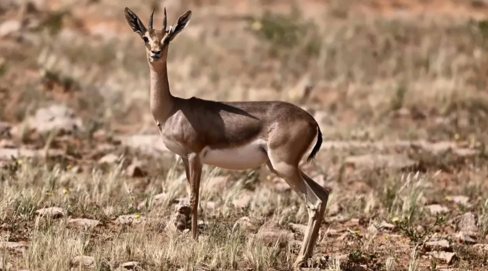 وُلدوا هنا حيث يُعاد ترميم ما خسرته البرّية (واس)