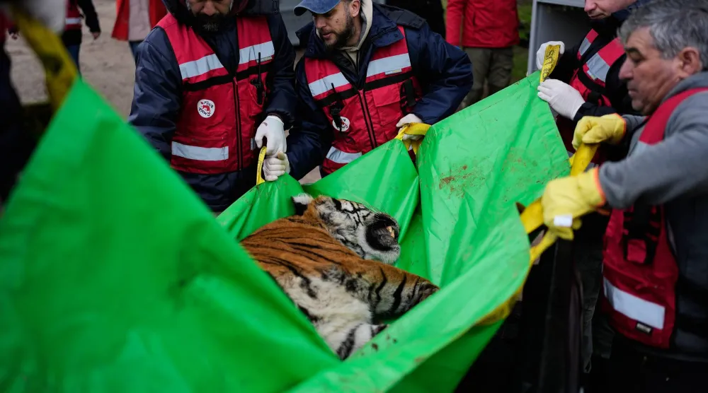 Members of the Four Paws animal welfare organization carry a tiger to a crate for its transfer from a shuttered zoo to a sanctuary in South Africa, in Lujan, Argentina, Friday, Aug. 14, 2026. (AP Photo/Natacha Pisarenko)