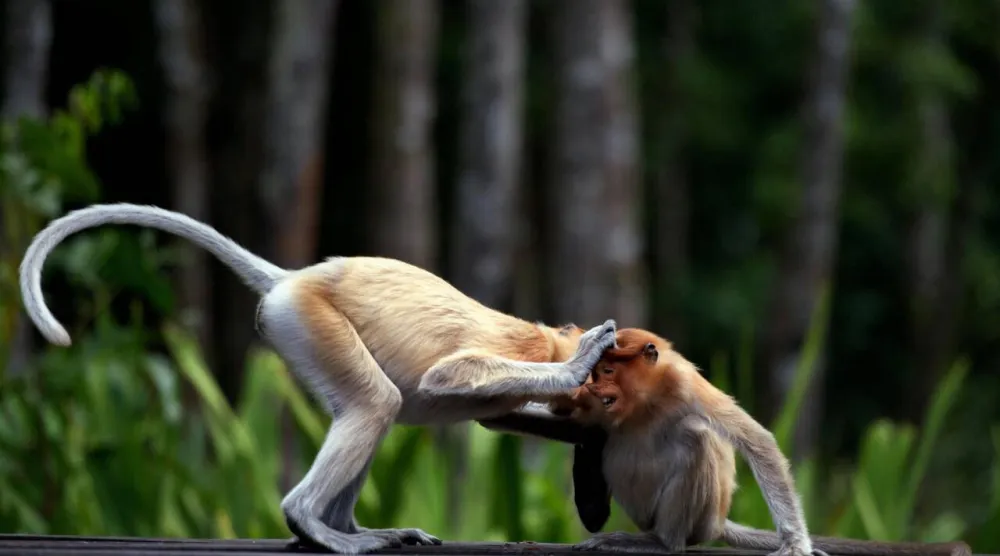 Conservationists warn AI visuals of wild animals make it harder for people to discern what is real. Alex Ogle / AFP/File
