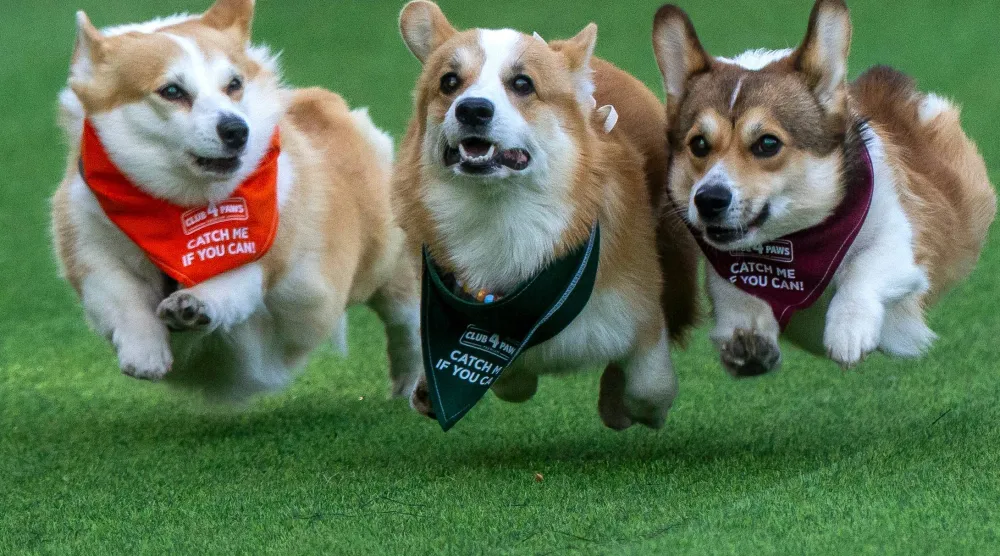  Corgis race during the Corgi Race Vilnius 2026 event in Vilnius, Lithuania, Saturday, Aug. 15, 2026. (AP) 