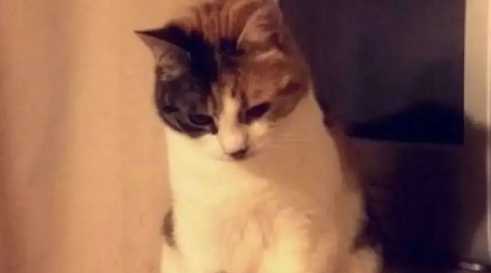 Charlie's owners described her as a “bit fiery”. (Lucy Roberston)