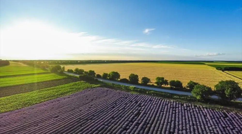 حقول زراعية تمثل استخدامات منتجات الأسمدة والمغذيات الزراعية (سابك للمغذيات الزراعية)