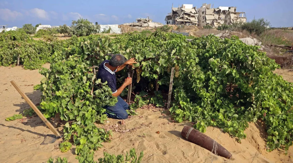 مزارع فلسطيني يقطف العنب بجوار قذيفة فارغة في أحد كروم حي الشيخ عجلين بمدينة غزة (أ.ف.ب)