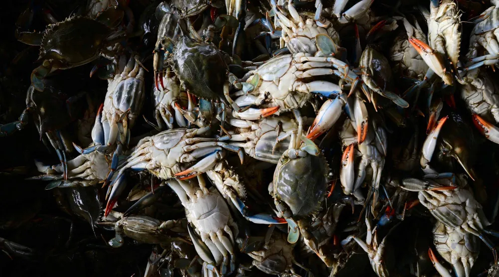 Live blue crabs harvested by local fishermen in the Po river are seen in a waste bucket at Scardovari, Italy, northeast Italy, on June 26, 2026. (AFP)