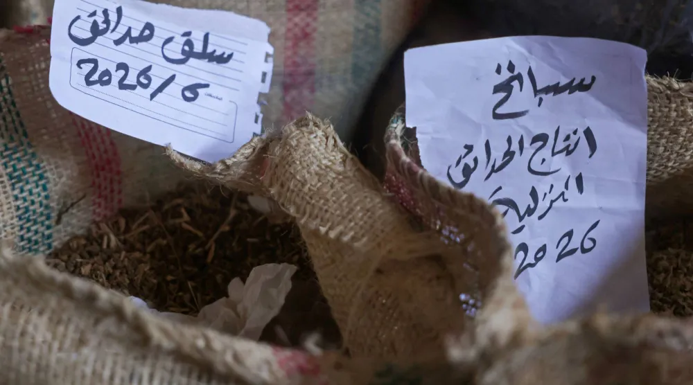 أكياس تحتوي على بذور السبانخ والسلق داخل «بنك بذور القرارة» في دير البلح وسط قطاع غزة (أ.ف.ب)