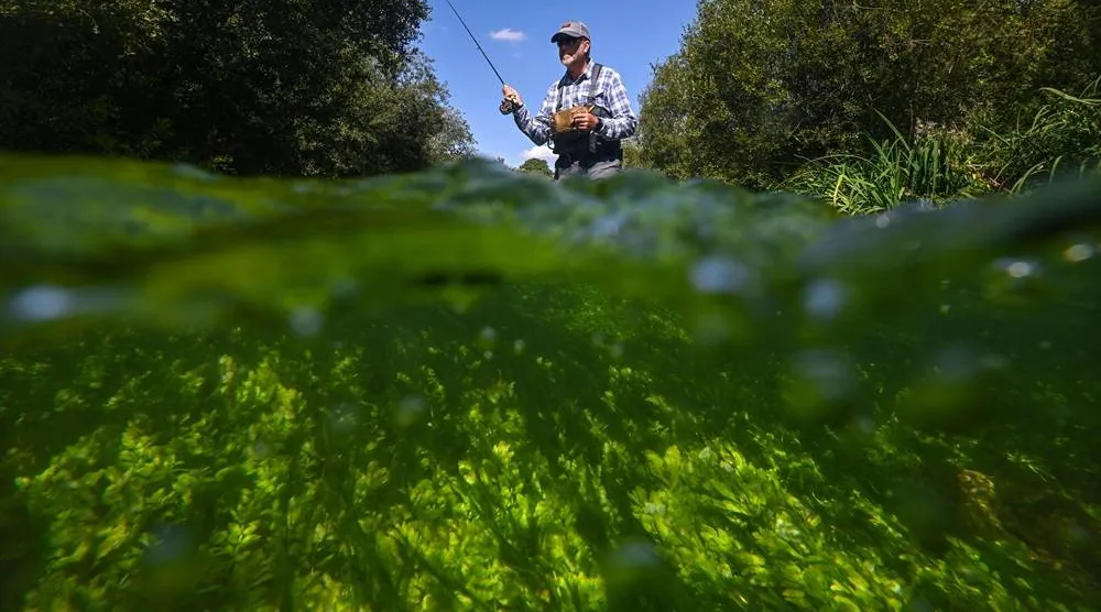 This photo taken on August 25, 2026 shows Bob Wellard, director of the Piscatorials Society, fly-fishing in the Candover Brook, a chalk stream tributary of the River Itchen, near Winchester, Hampshire, southern England. (AFP) 
