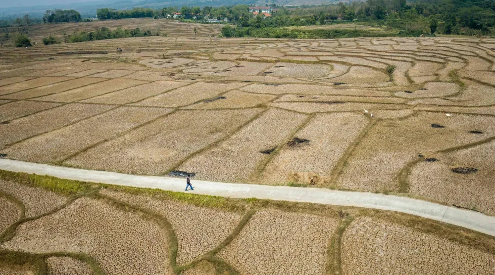 This aerial picture shows a villager walking between dried-up rice fields with cracked soil caused by a prolonged dry season at Wening Galih village in Bogor, West Java on August 28, 2026. (AFP)
