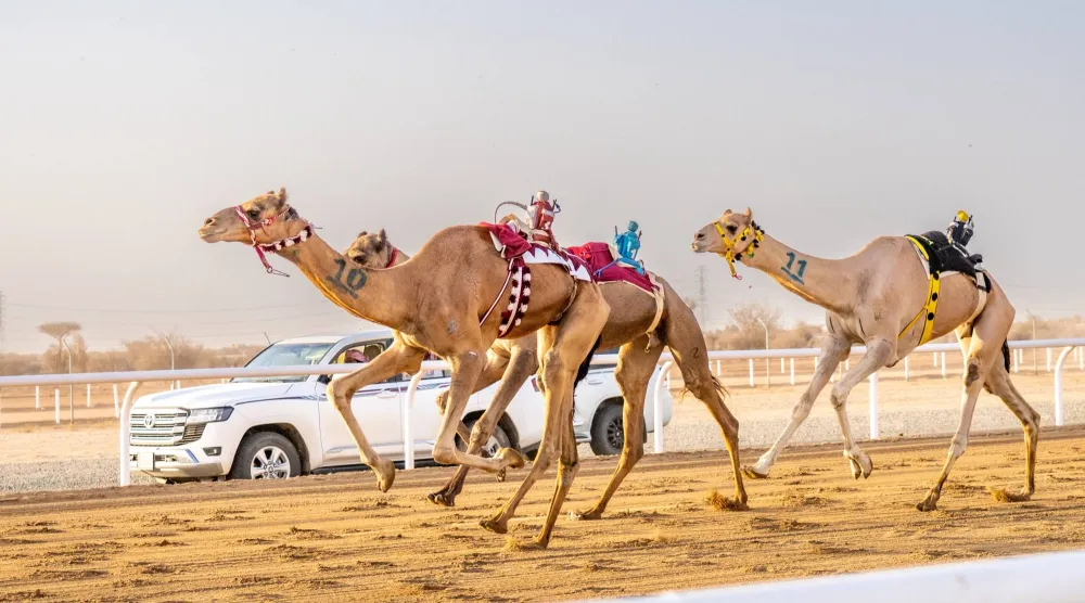 مهرجان ولي العهد للهجن بالطائف يحظى باهتمام واسع (الاتحاد السعودي للهجن)