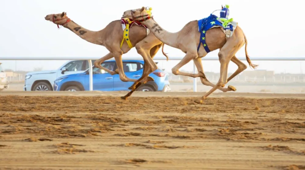 تألق إماراتي وعماني في خامس أيام مهرجان ولي العهد للهجن (واس)