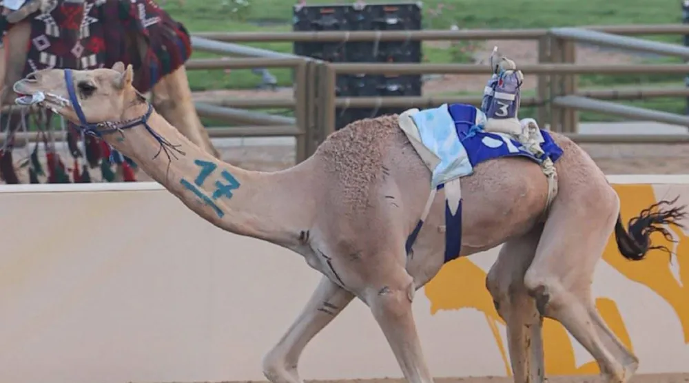 من منافسات مهرجان ولي العهد للهجن (الشرق الأوسط)
