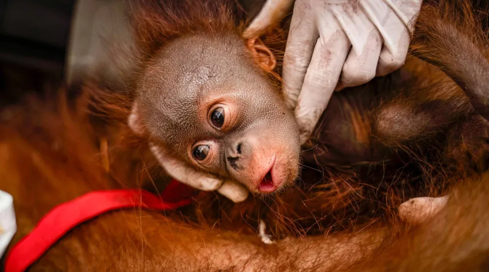 This handout picture taken on September 8, 2026 and released on September 10, 2026 by Indonesia's Ministry of Forestry and Yayasan Inisiasi Alam Rehabilitasi Indonesia (YIARI) shows a young orangutan during a rescue operation for the primates caught up in wildfires in Pemangkat village in West Kalimantan province. (Photo by Muffidz Ma'sum / Yayasan Inisiasi Alam Rehabilitasi Indonesia (YIARI) / AFP)