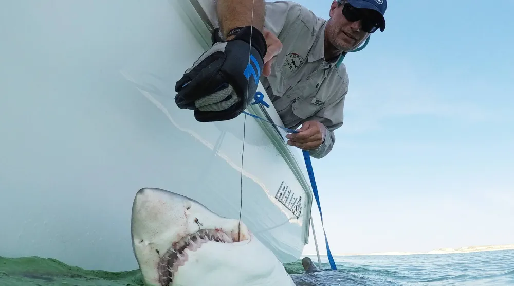 Greg Metzger, lead field biologist for SOFO's shark research and education program, catches a sand tiger shark off the coast of Hampton Bays, N.Y., Thursday, Aug. 20, 2026. (AP Photo/Seth Wenig)