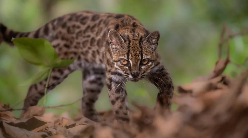 A Leopardus tilcayo cat, a newly identified species through research led by National Geographic Explorer Paola Nogales Ascarrunz, walks at the Senda Verde animal refuge in the Yungas region, Bolivia, September 1, 2026. (Fernando Faciole/National Geographic/Handout via Reuters)