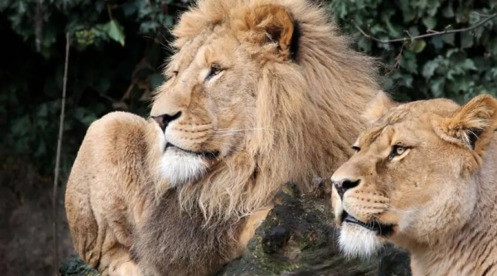 Lions are seen in their counpound at the Artis Amsterdam Royal Zoo in Amsterdam, Netherlands in this handout photo released to media on January 28, 2021. Artis Amsterdam Royal Zoo/Handout via REUTERS