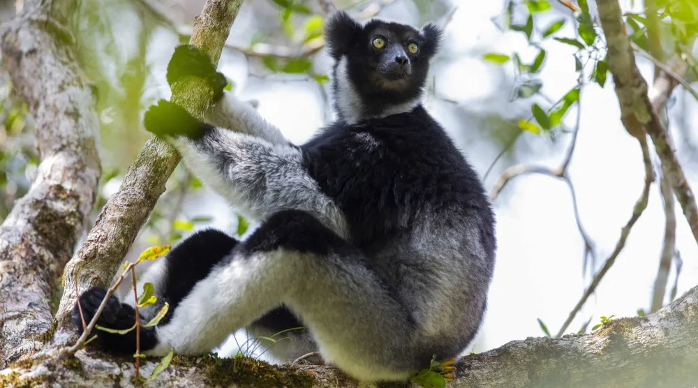 An indri sits in a tree in Madagascar's Maromizaha Forest in this photograph taken on September 29, 2018, and released on September 21, 2026. (Filippo Carugati/Handout via Reuters)