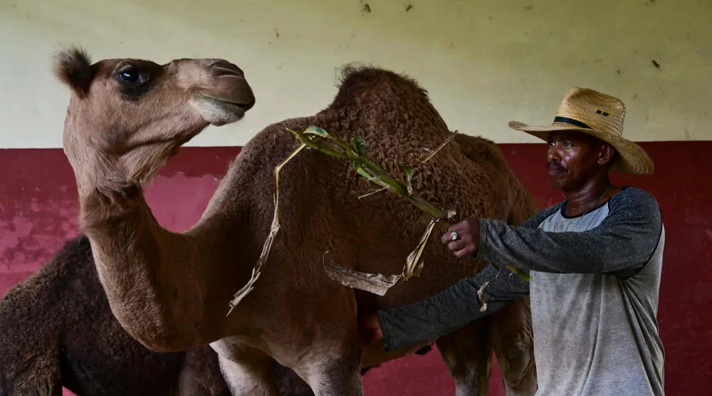 A worker feeds a dromedary (Camelus dromedarius) at the National Zoo of Havana on September 15, 2026. (Photo by YAMIL LAGE / AFP)