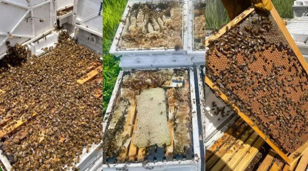 The frames, brood and bees stolen from 41 hives. (Tom Bidner for ABC Network)