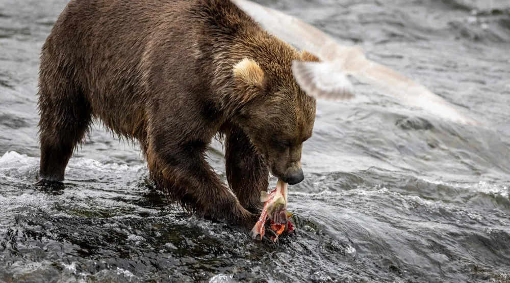A brown bear eats his catch while fishing for salmon in Brooks Falls, Alaska on August 12, 2023. (Photo by JOHN MOORE / GETTY IMAGES NORTH AMERICA / AFP)