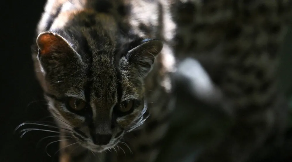 «تيغرينو»... شهرةٌ أكبر من احتماله (رويترز)