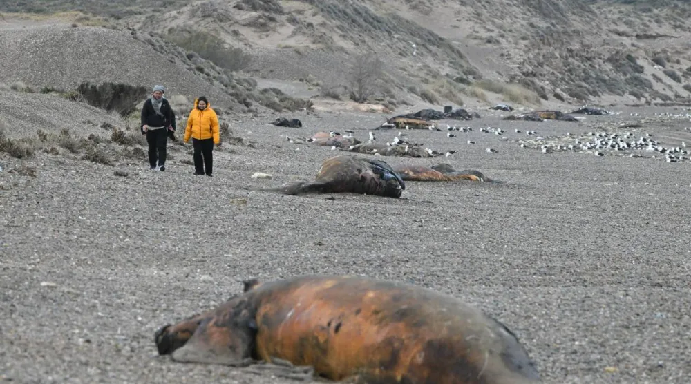 Scientists suspect a bacterial infection to be behind the mystery deaths of hundreds of southern right whale calves washed up on beaches in Argentina's Patagonia region. MAXI JONAS / AFP
