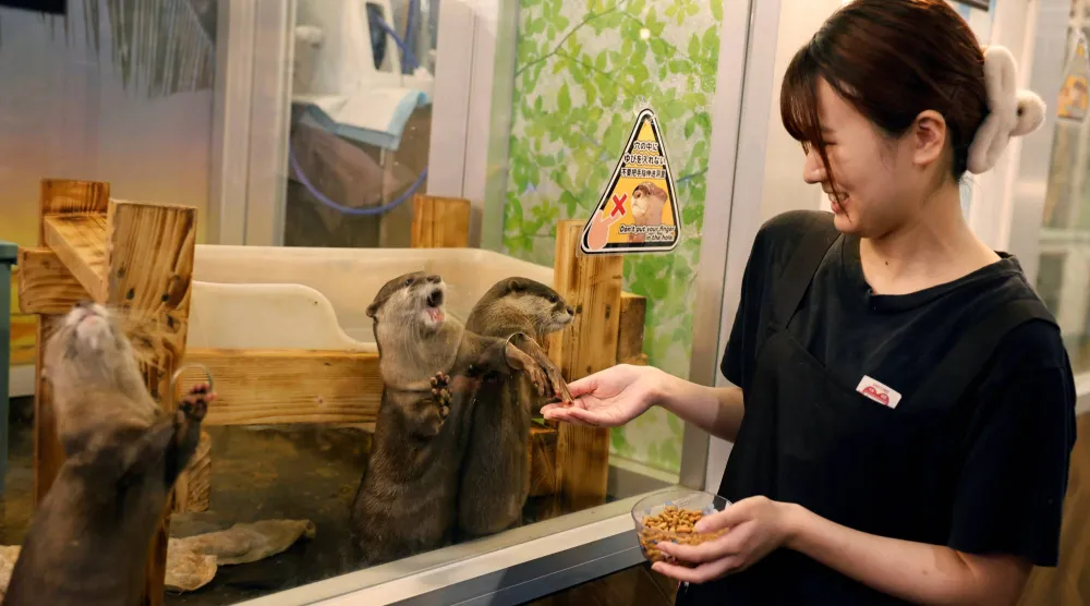 Syaina Nozaki, manager of Owl Otter Cafe, holds food for Asian small-clawed otters at the cafe, which houses rescued animals, in Kamakura, Kanagawa Prefecture, Japan, September 24, 2026. REUTERS/Kim Kyung-Hoon