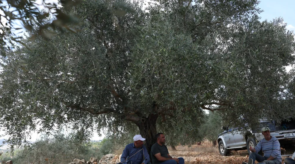 مزارعون فلسطينيون يستعدون لقطف الزيتون في بيرزيت (إ.ب.أ)