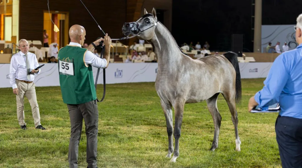 عرض لأحد الخيول العربية الأصيلة (الشرق الأوسط)