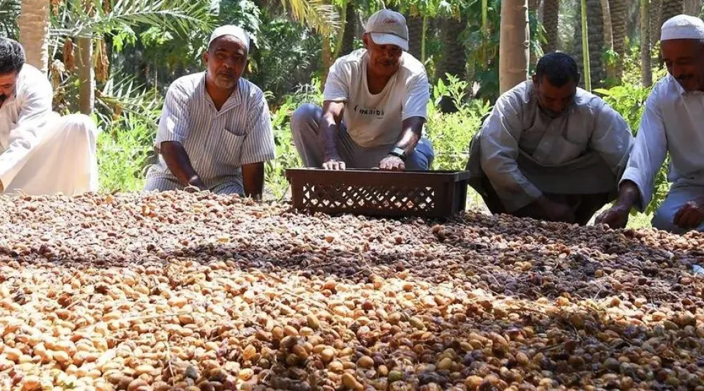 مزارعو الأحساء يحتفون بموسمهم من التمور (واس)