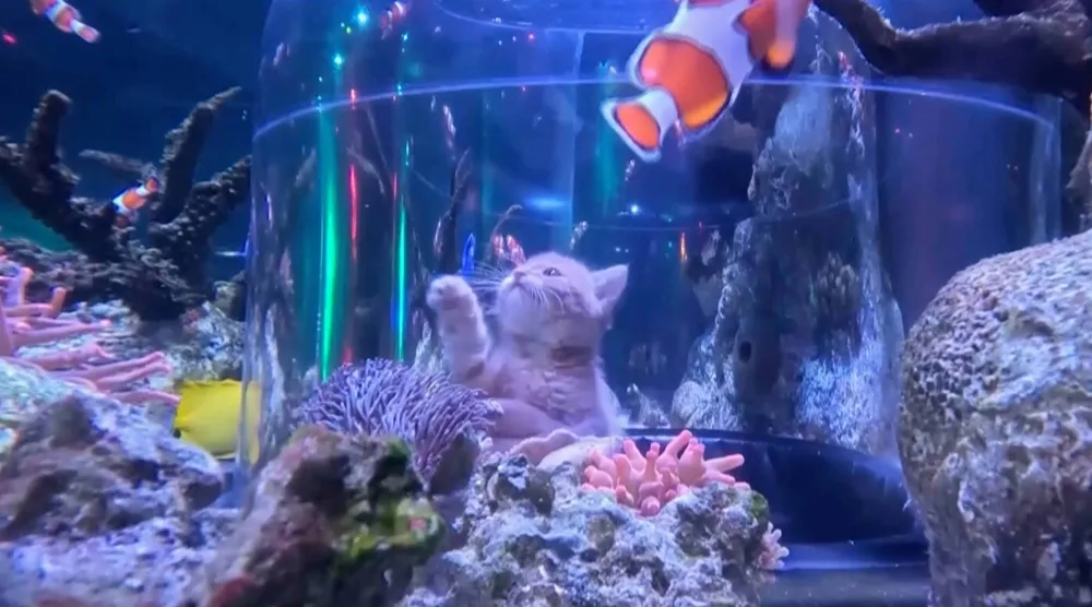  This image taken from a Sea Life at Mall of America video shows a rescue kitten from the Bitty Kitty Brigade visiting Sea Life at the Mall of America in Bloomington, Minn., on Monday, Oct. 5, 2026. (Sea Life at Mall of America via AP) 