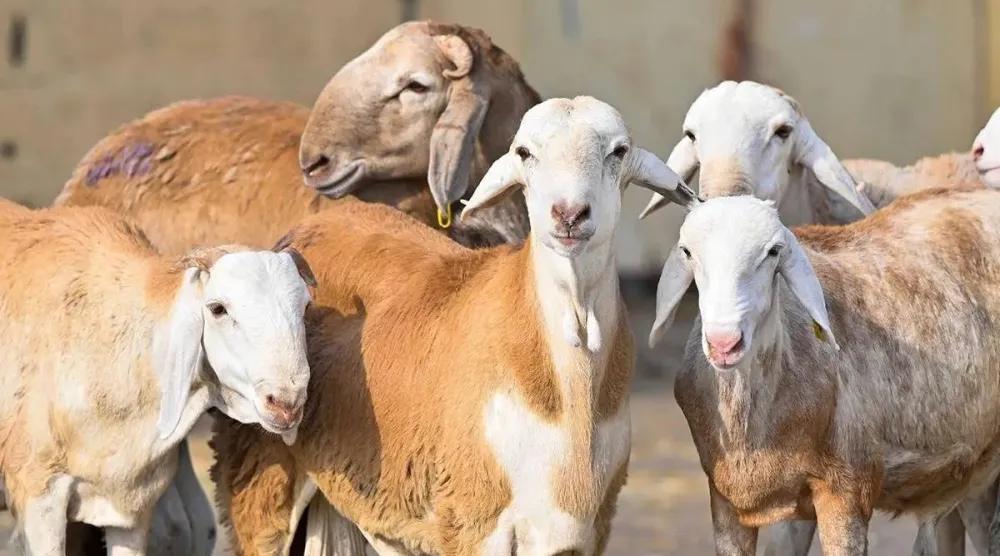 مجموعة من الأغنام في إحدى أسواق المواشي بالسعودية (واس)