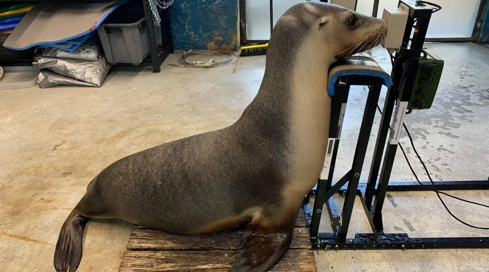 This undated handout photo taken by Curtin University professor and lead researcher Christine Erbe and received on October 9, 2026 shows a sea lion during a hearing test at Taronga Zoo in Sydney. (Photo by Handout / Christine ERBE / AFP) 