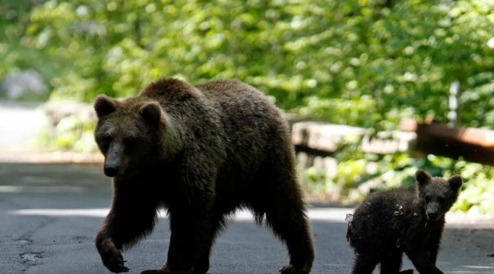 A brown bear and her cub play on the road in the outskirts of Sinaia, 140 km north of Bucharest, June 15, 2009. REUTERS/Radu Sigheti/File