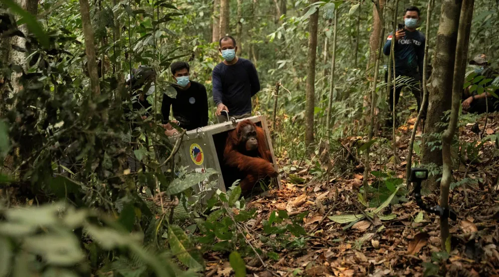 A Borneo orangutan (Pongo pygmaeus) named Mama Lifa, along with her baby Lifa (unseen), who were rescued from an area affected by wildfires, leave the cage during translocation at Batu Nyambu protected forest area in Ketapang regency, West Kalimantan province, Indonesia, October 9, 2026. Muffidz Ma’sum/Yayasan Inisiasi Alam Rehabilitasi Indonesia (YIARI)/ Handout via REUTERS 