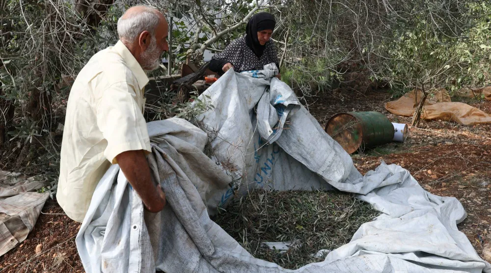 مزارعون لبنانيون يقطفون الزيتون في قرية «زوطر الغربية» جنوب لبنان بالقرب من قرية «زوطر الشرقية» المجاورة التي تتمركز فيها القوات الإسرائيلية (إ.ب.أ)