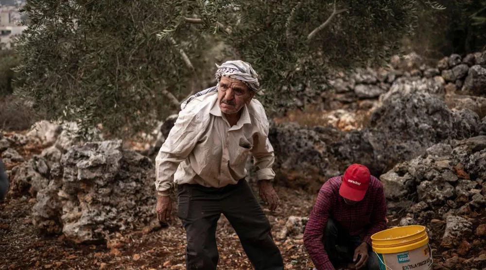 مزارعون فلسطينيون يقطفون ثمار الزيتون يوم الاثنين من بساتينهم قرب رام الله في الضفة الغربية التي تحتلها إسرائيل وسط هجمات من المستوطنين (أ.ف.ب)