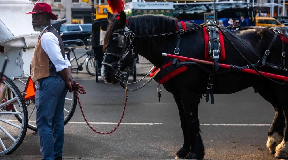 Carriage horses and their drivers relax in Central Park as they wait for customers on October 14, 2026 in New York City. (Getty Images/AFP)