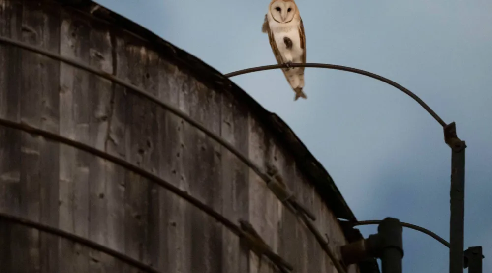 An American Barn Owl sits perched on a water tower on the Upper West Side neighborhood, Wednesday, Oct. 14, 2026, in New York. (AP Photo/Yuki Iwamura)
