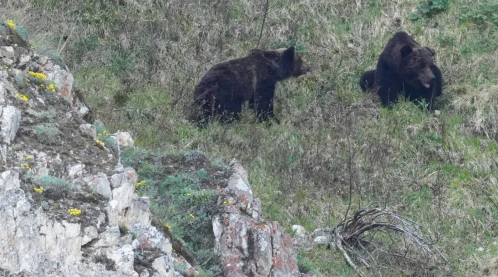Russia's brown bear population has more than doubled since 1990, according to one estimate. Handout / National Park "Zapovednoye Pribaikalye"/AFP

