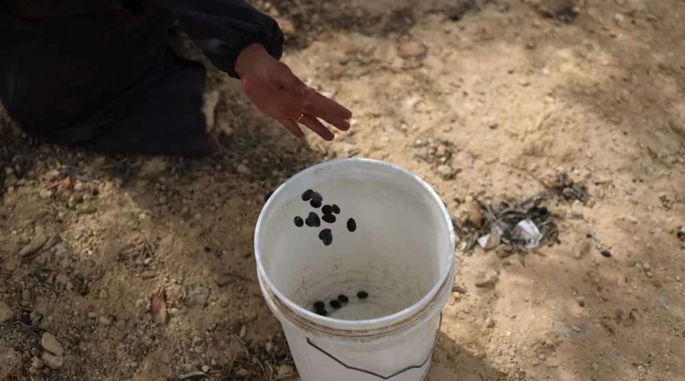 فلسطيني يضع حبات الزيتون التي قطفها في سطل بلاستيكي في قرية أبو فلاح بالضفة الغربية يوم الجمعة (إ.ب.أ)