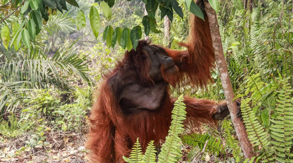A 20-year-old orangutan tries to escape as members of the BKSDA (Natural Resources Conservation Agency), the Borneo Orangutan Survival Foundation (BOSF) and the World Wide Fund for Nature (WWF) Indonesia evacuate it due to forest and land fire, in Hampangen Village, Katingan Regency, Central Kalimantan, on October 17, 2026. (Photo by REINA / AFP)