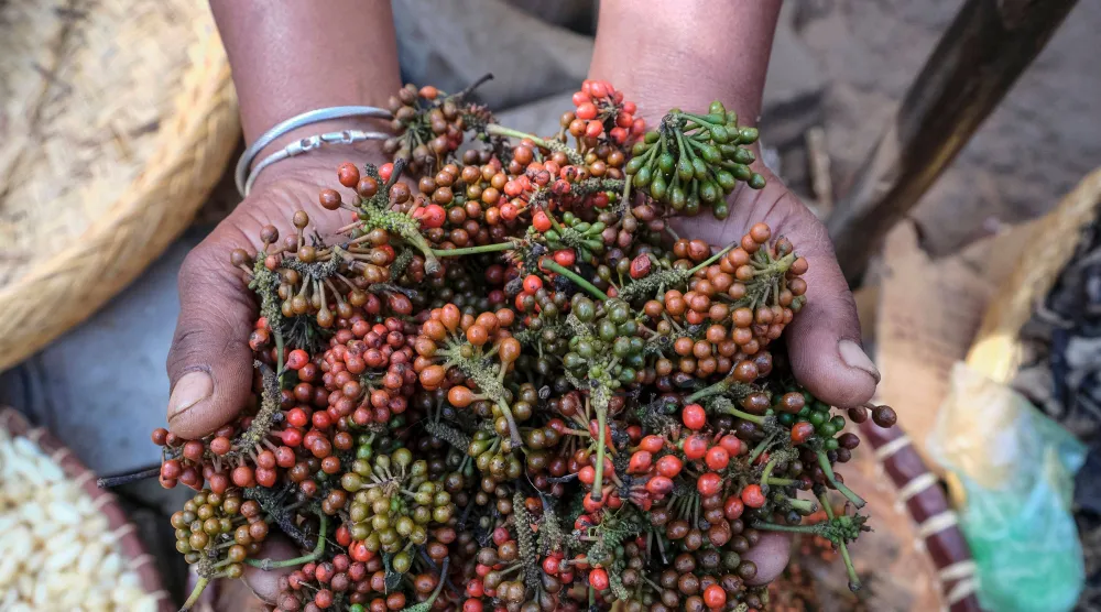 A woman holds handful of fresh Tsiperifery (wild pepper) on display at the Analakely market, on September 21, 2026. (AFP)