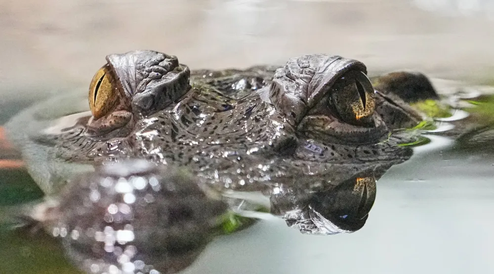 A critically endangered Philippine crocodile, considered the rarest in the world, looks out from its newly opened enclosure at the zoo in Gelsenkirchen, Germany, Monday, Oct. 12, 2026. (AP Photo/Martin Meissner)