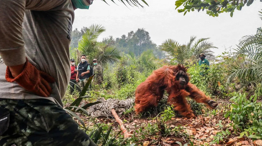 A 20-year-old orangutan tries to escape as members of the BKSDA (Natural Resources Conservation Agency), the Borneo Orangutan Survival Foundation (BOSF) and the World Wide Fund for Nature (WWF) Indonesia evacuate it due to forest and land fire, in Hampangen Village, Katingan Regency, Central Kalimantan, on October 17, 2026. (AFP)